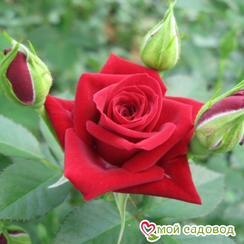 Роза спрей Мирабель