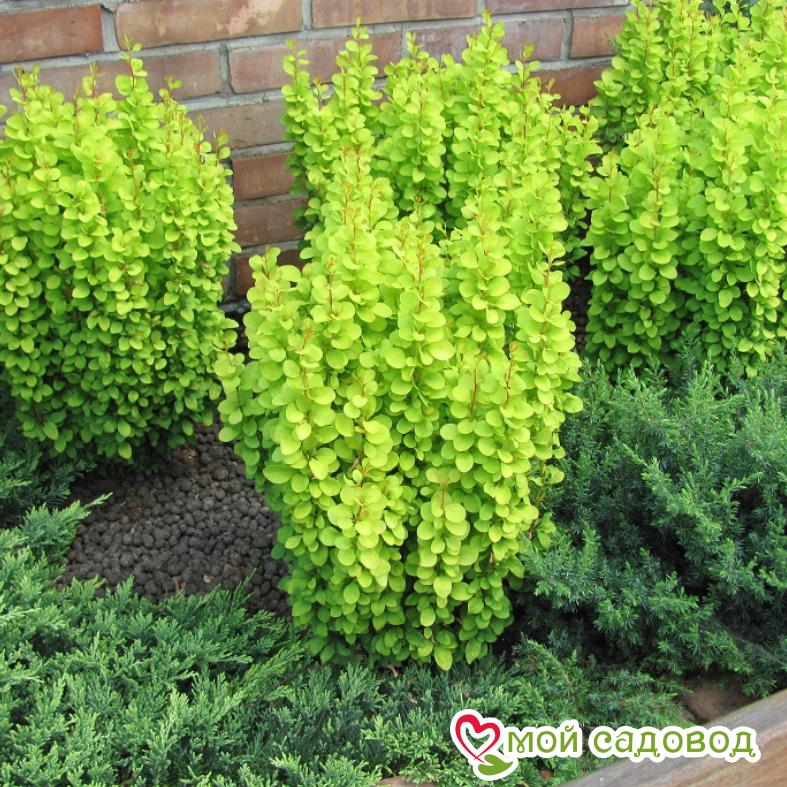 Барбарис Тунберга «Эректа»