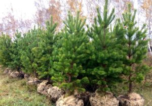 саженцы сосны