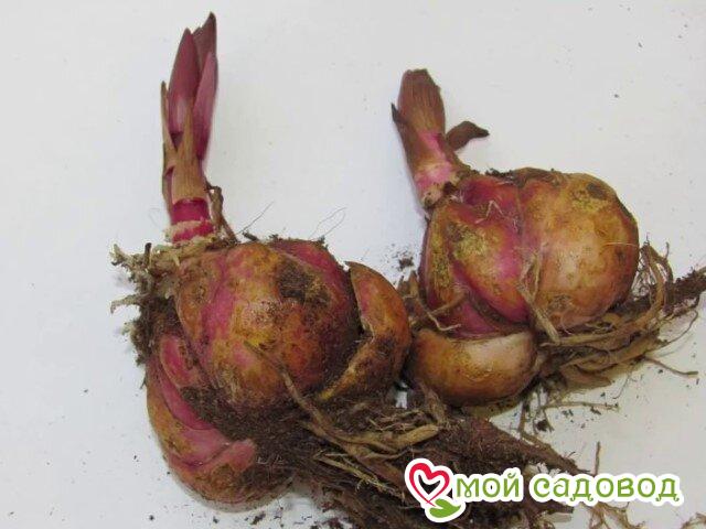 Лилия Старлайт Рэвери