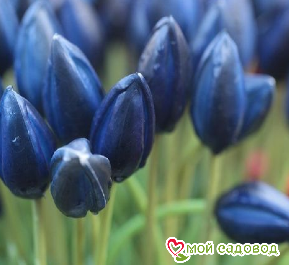 Тюльпан Фентези