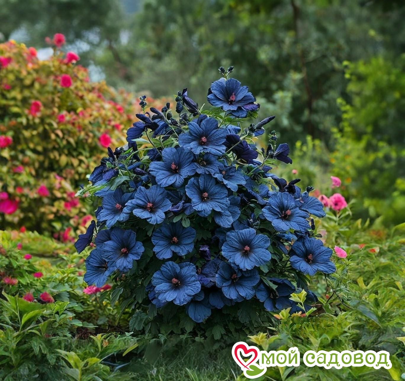 Гибискус Селестиал Флейм