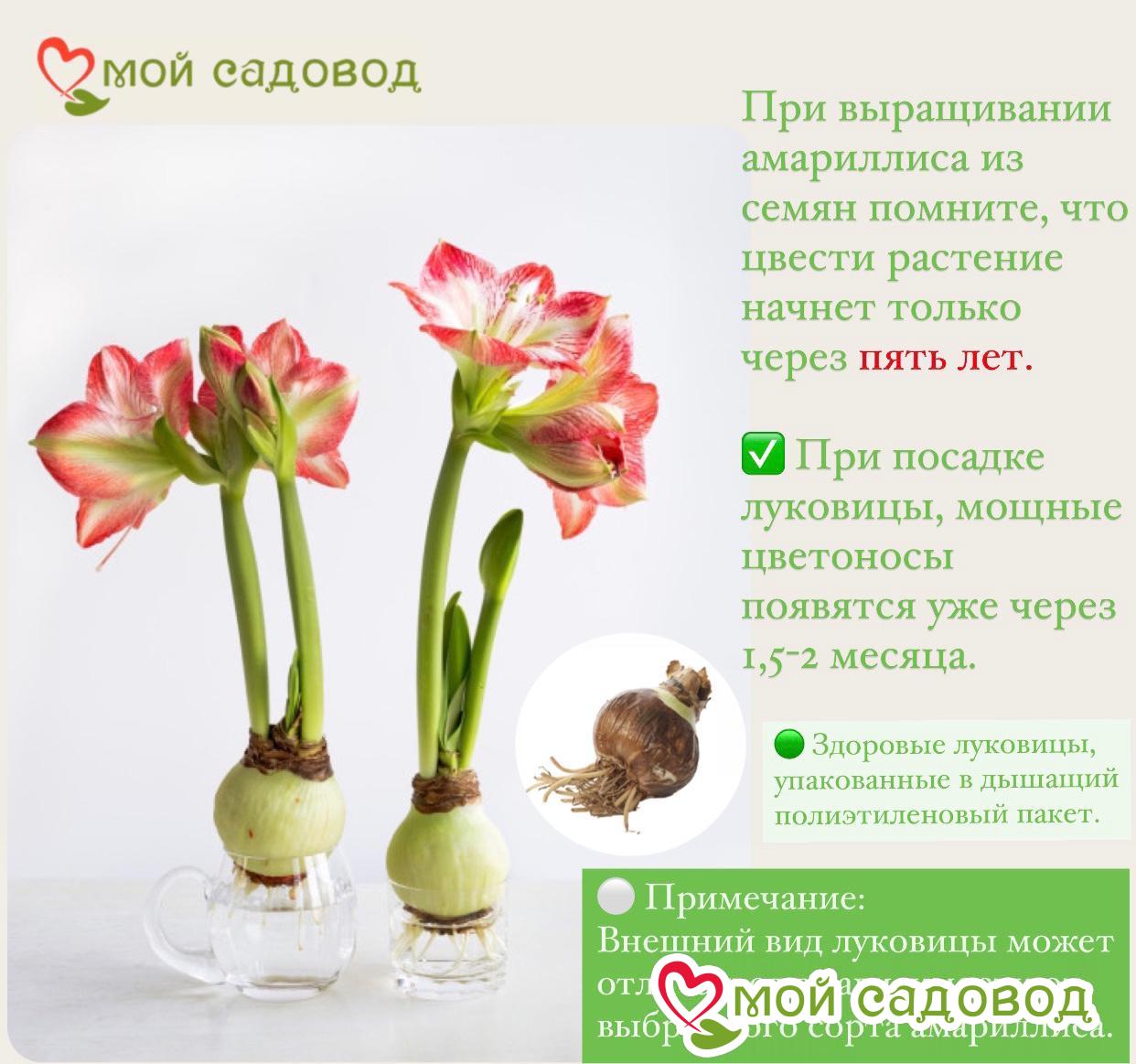 Амариллис Блэк Пурпл